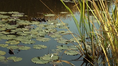 Pond medium shot with leaves and grass Stock Footage 100243528