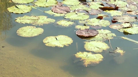 Pond medium shot with leaves Stock Footage 100240984