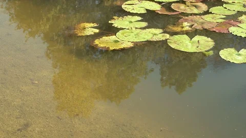 Pond medium shot with leaves Video stock 100242603