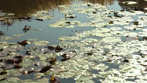 Pond medium shot with leaves Stock Footage 100245798