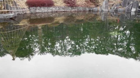 Pond as a mirror Stock Photos