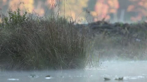 Pond mist 스톡 동영상 12626107