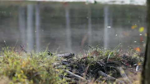 Pond mist2 스톡 동영상 12626401