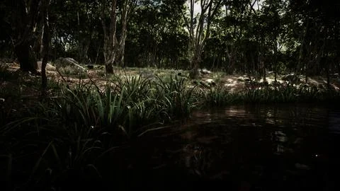 Pond in mossy green forest Illustrazione stock