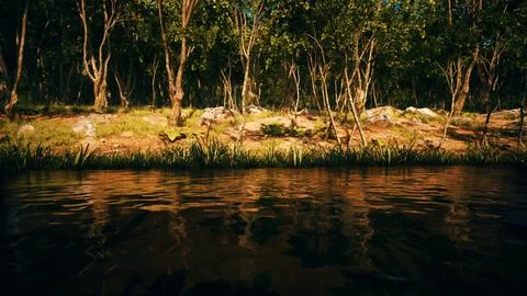Pond in mossy green forest 스톡 일러스트