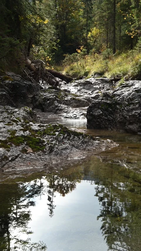 A pond from a mountain stream in a forest in autumn, vertical shot Stock-Footage 260929862