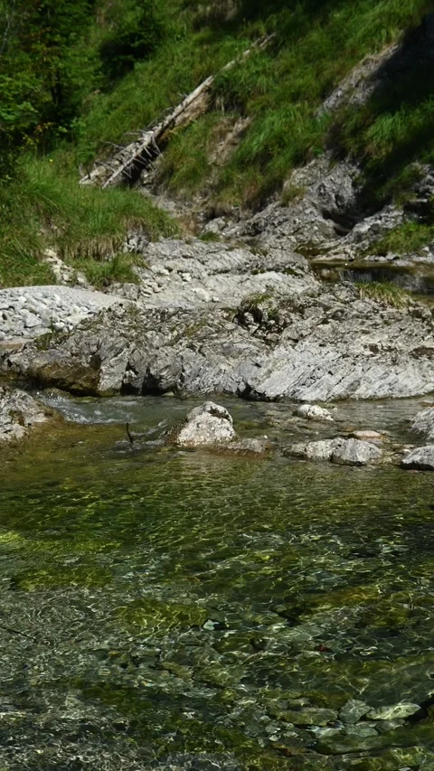 A pond from a mountain stream in summer, vertical shot Stock-Footage 260882249