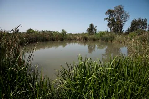 Pond in nature Stock Photos