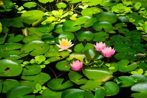 The Pond Of Nature Stockfoto's