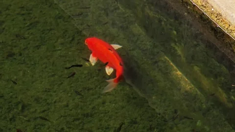 A pond with orange koi fish . Stock Footage 304593469