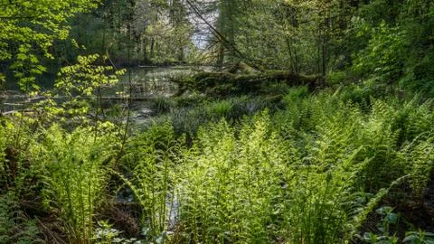 A pond in the Oregon Coast Range. Stock Photos