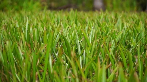 Pond overgrown with algae, wildlife, Stratiotes aloides, Hydrocharitaceae Stock Footage 122492447