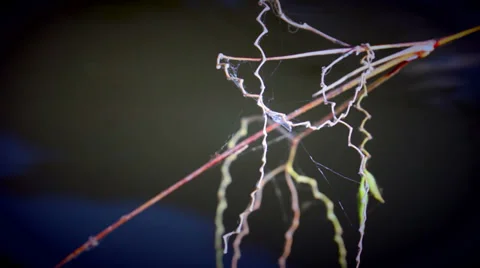 Pond With Overhanging Branch. Video stock 34663243