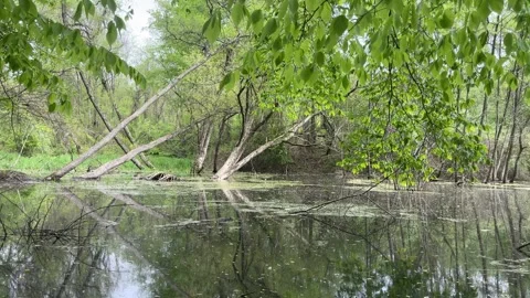 Pond with Overhead Leaves Blowing in the Wind. Stock Footage 240129603