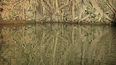 Pond in the park, among the roots of trees Stockbeeldmateriaal 73010130