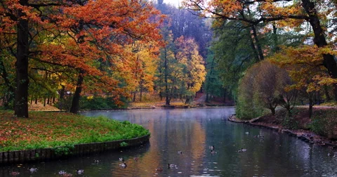 Pond in a park in autumn Video stock 56561639