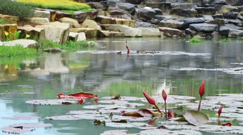 Pond in park during rain Stock Footage 24723639