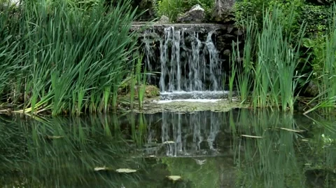 Pond in the park Stock Footage 53197445