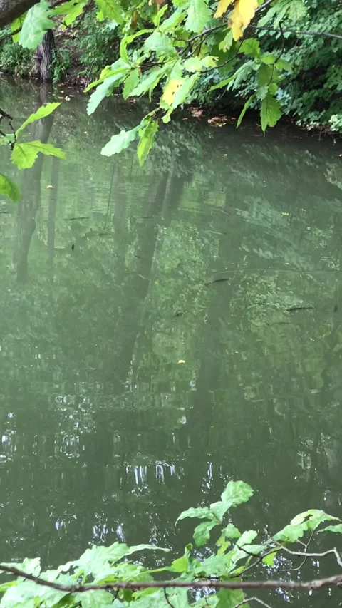 Pond in the park Video stock 248907094