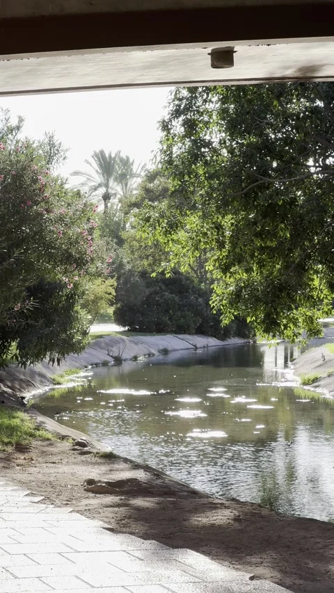 Pond in park of Museum of Sciences in Valencia, Spain. Vertical video Stock Footage 255289131