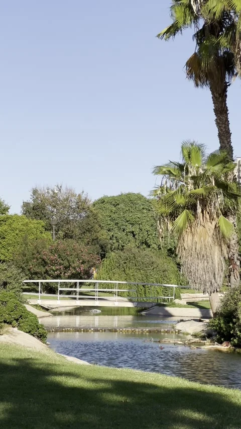 Pond in park of Museum of Sciences in Valencia, Spain. Vertical video Stock Footage 255289145