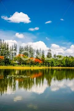Pond in park Stock Photos