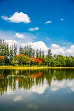 Pond in park Stock Photos