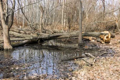 Pond In A Park Stock Photos