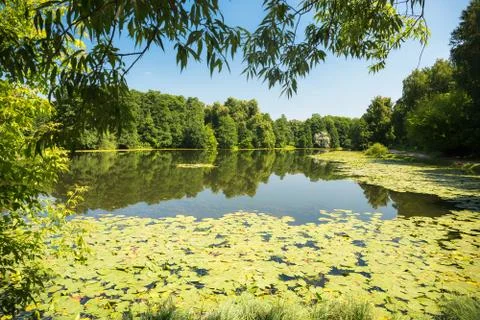 Pond in the park Foto stock