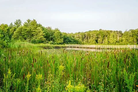The Pond in the Park Stock Photos