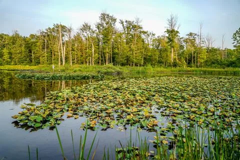 The Pond in the Park Stock Photos