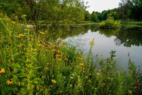 The Pond in the Park Stock Photos