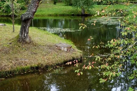 Pond in the park. Stock Photos