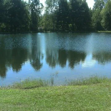 Pond in the park Stockfoto's