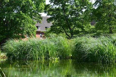 Pond in the park 库存照片