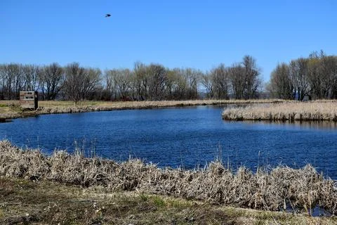 The Pond Park in Spring Stock Photos