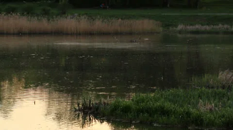 Pond in the park at sunset Stock Footage 23549724