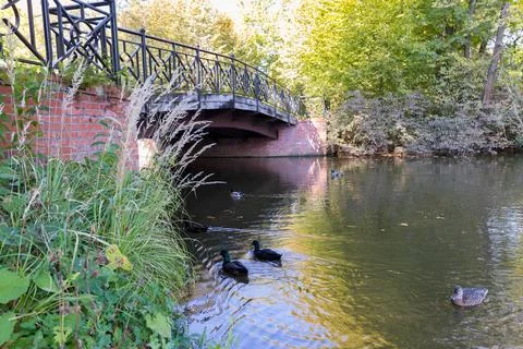 A pond in a park surrounded by trees. Foto stock