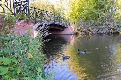 A pond in a park surrounded by trees. Foto stock