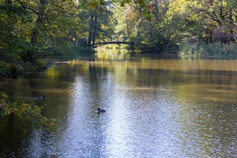 A pond in a park surrounded by trees. 스톡 사진