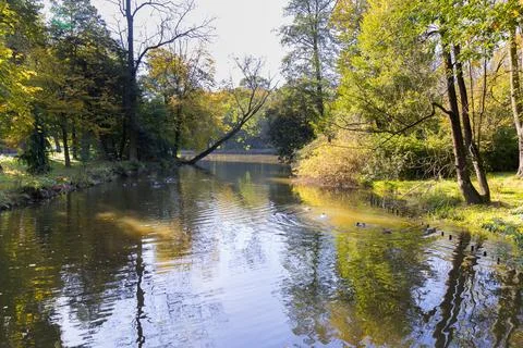 A pond in a park surrounded by trees. Photos