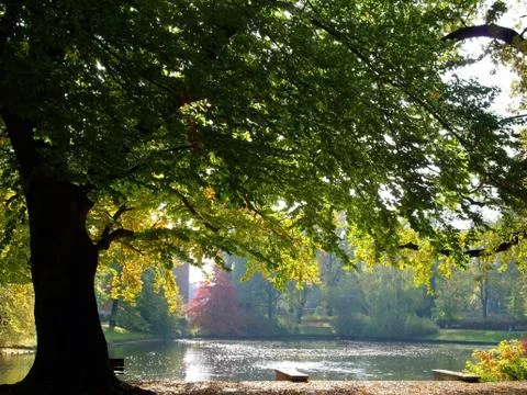 The Pond Stock Photos