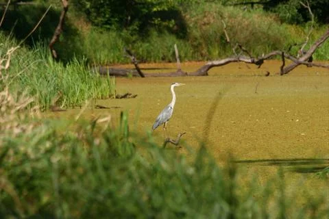 Pond Stock Photos