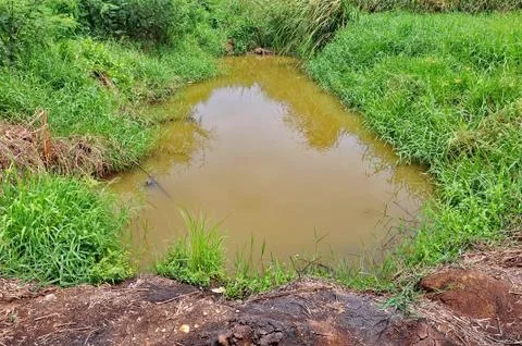Pond Stock Photos