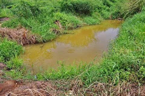 Pond Stock Photos
