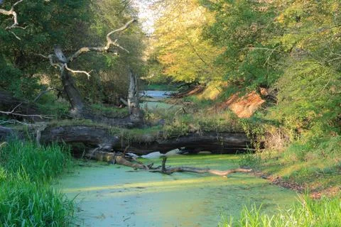 Pond Stock Photos