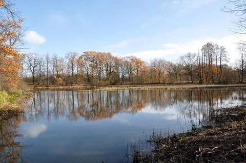 Pond Stock Photos