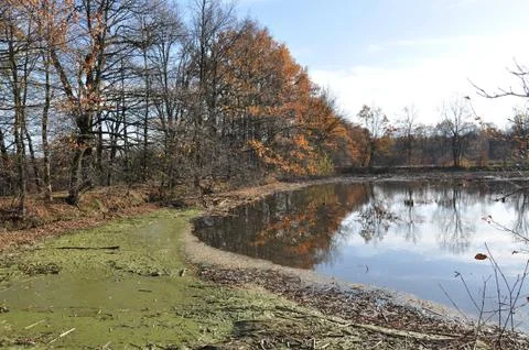 The pond Stock Photos