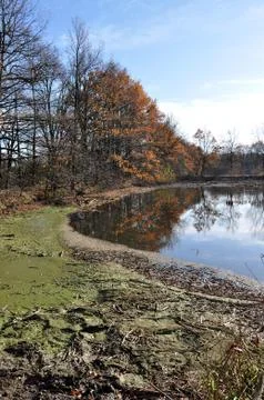 The pond Stock Photos