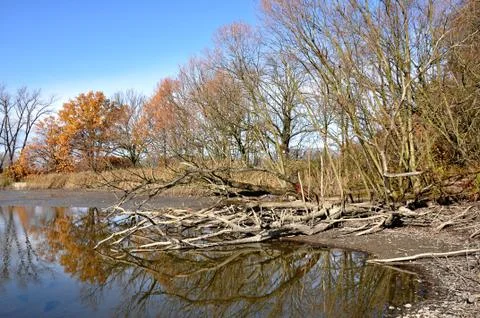 The pond Stock Photos